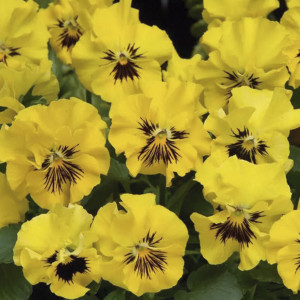 Viola Frizzle Sizzle...