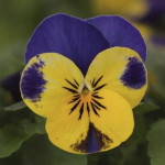 Viola (Viola Cornuta...