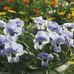 Viola Colgante Shang...