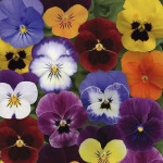 Viola (Viola Cornuta...