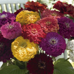 Zinnia Benary's Gian...