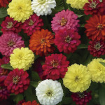 Zinnia Dbl. Zahara...