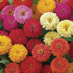 Zinnia Dreamland...