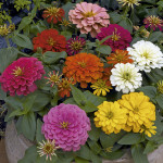 Zinnia Magellan...