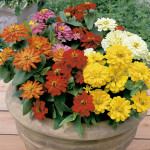 Zinnia Short Stuff...