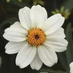 Zinnia Star...