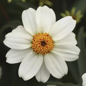 Zinnia Star...