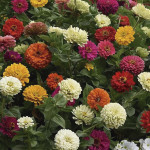 Zinnia State Fair...