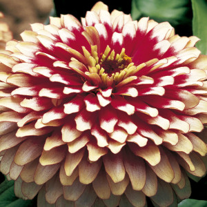 Zinnia Swizzle...