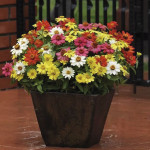 Zinnia Zahara...