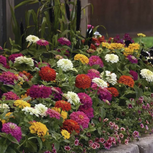 Zinnia Zesty...