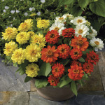 Zinnia Profussion Do...