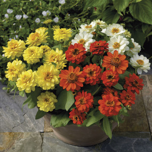 Zinnia Profussion Do...