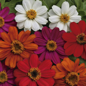 Zinnia Profussion...