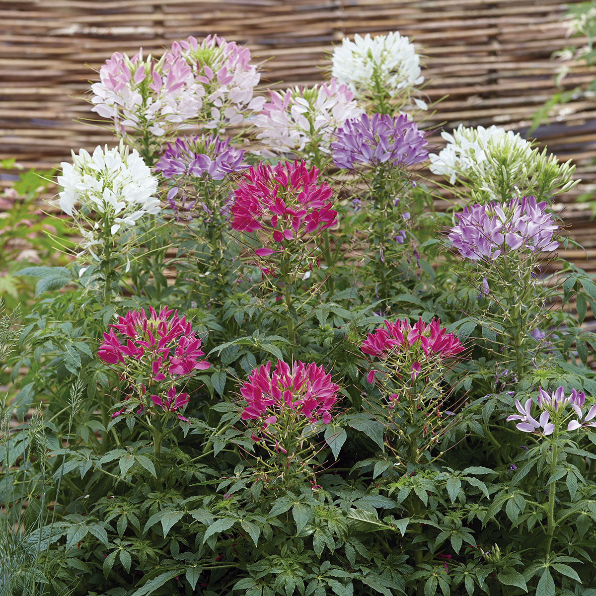 Cleome Sparkler