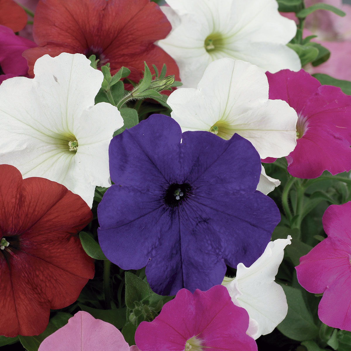 Petunia Crecimiento Controlado Damask