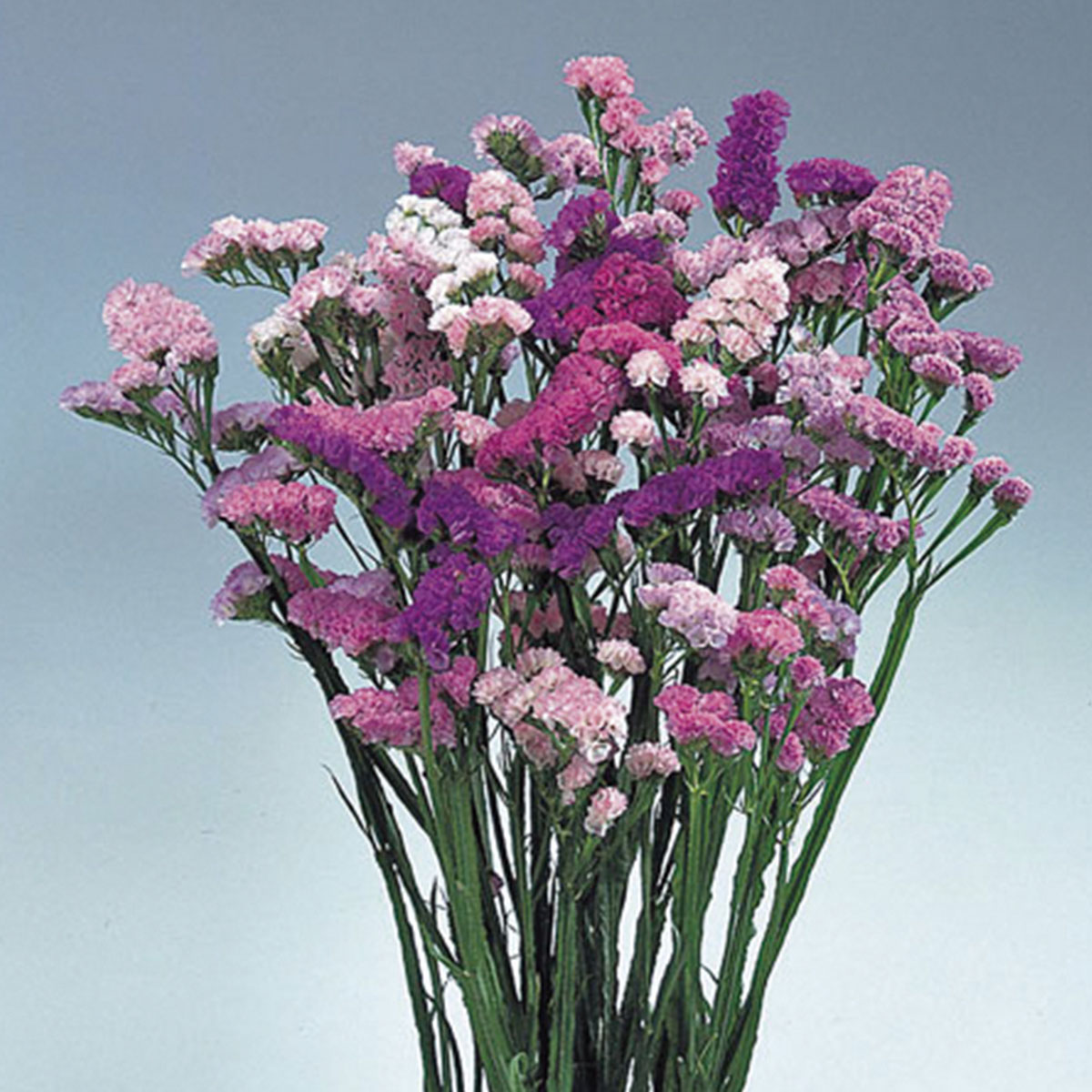 Statice (Limonium) Pastel Shades